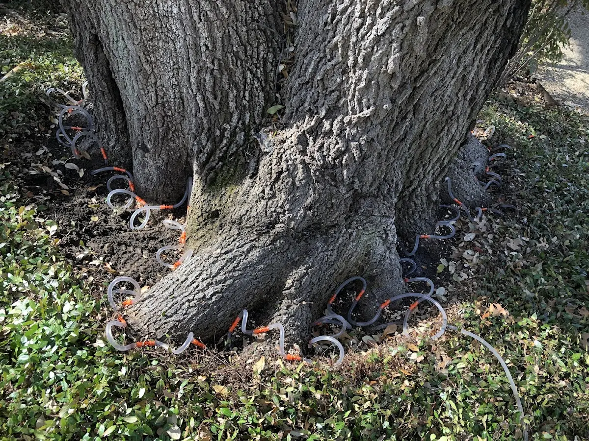 Detailed Shrub and Hedge Trimming job site in Fyffe