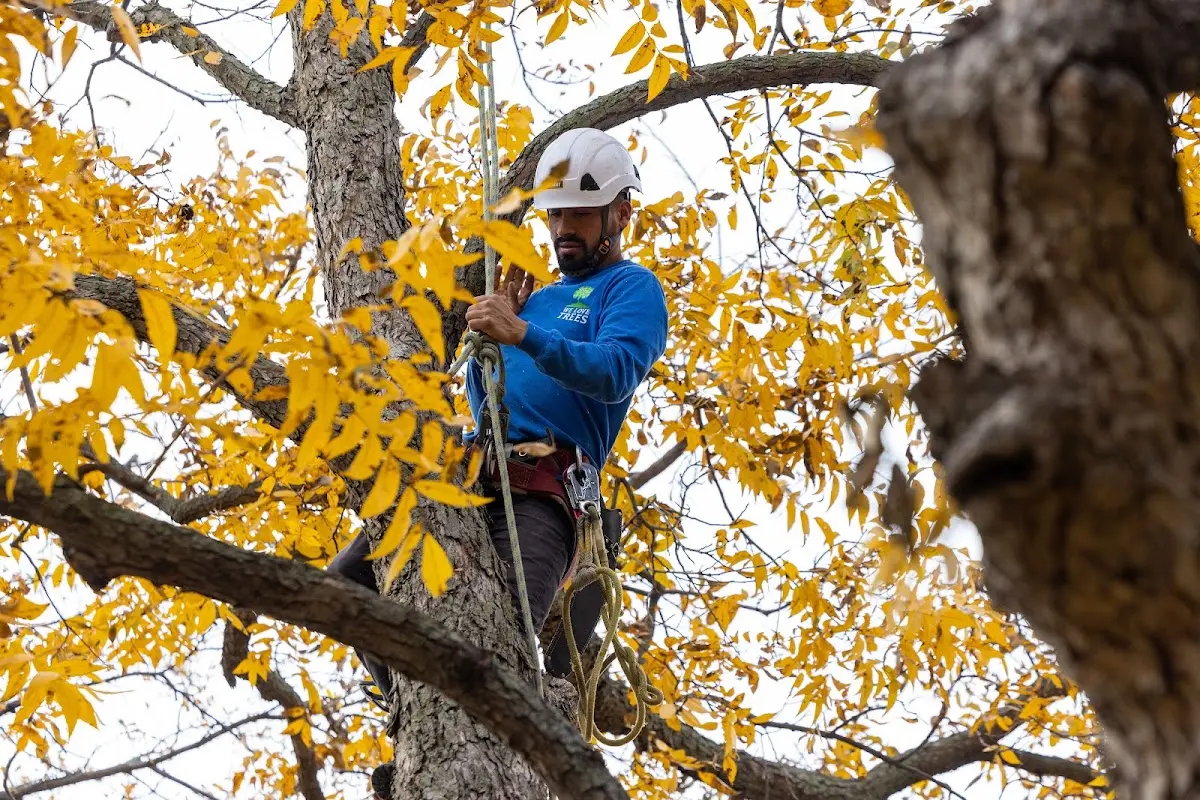 Skilled Tree Transplanting crew working in Fyffe